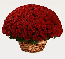 Премиум букет из: Розы #REPLACE_PRED# Новокорсунской